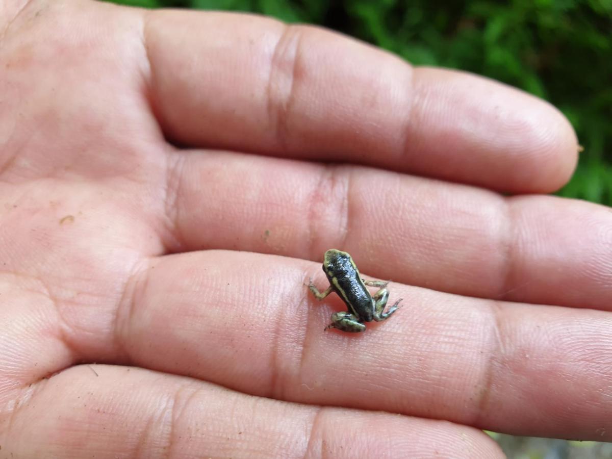 فيلا Reserva Natural Tucuchira Santa Sofía المظهر الخارجي الصورة