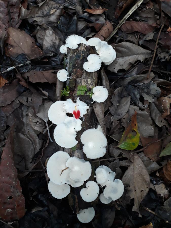 فيلا Reserva Natural Tucuchira Santa Sofía المظهر الخارجي الصورة